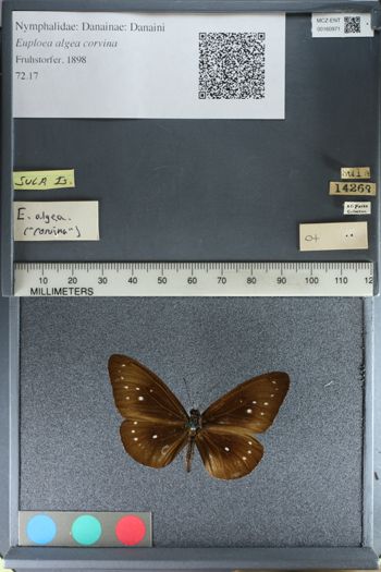 Media type: image;   Entomology 160971